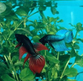 AggressivitÃ . Pesci combattenti Betta splendens.De Agostini Picture Library/C. Bevilacqua